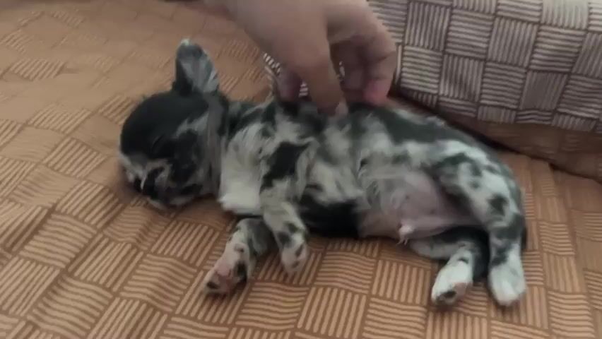 A close-up video shows a person's hand gently petting a sleeping puppy. The puppy is lying on its back on a brown patterned blanket. The puppy is small and has a merle coat pattern with black and gray splotches. Its eyes are closed, and its breathing is shallow. The person's hand is visible stroking the puppy's side. The background is slightly blurred, but appears to be a bed with a pillow.