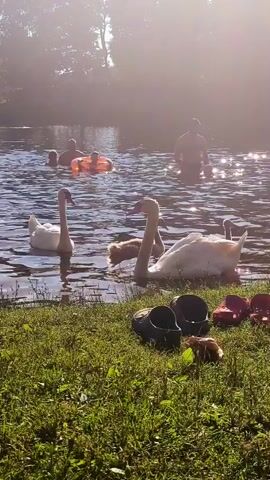 This media file captures a serene summer scene on a lake in Ulbroka, Latvia. The sun, low in the sky, casts a warm, hazy glow across the water, suggesting it is either early morning or late afternoon. The water's surface sparkles with sunlight, reflecting the trees and sky.

The primary subjects are a family of swans, including several adult swans and cygnets, gracefully gliding on the lake. In the background, several people are enjoying the water. Some are swimming, while others are relaxing on inflatable rings, indicating a recreational and leisurely atmosphere. The activity taking place is swimming and enjoying a peaceful day by the water.

On the grassy bank in the foreground, a pair of black crocs and a pair of red clogs are casually placed, suggesting people have recently been swimming or relaxing. A small, furry animal, possibly a hamster or gerbil, is also visible on the grass.

The overall mood is one of tranquility and summer enjoyment. The natural setting, the gentle presence of the swans, and the leisurely activities of the people contribute to a peaceful and idyllic ambiance. No visible text is present in the media file.