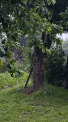 Summer rainstorm hits a residential yard in Vysokoe, Russia