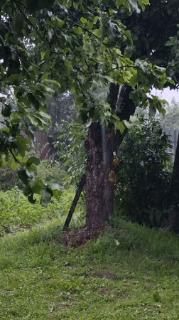 Summer rainstorm hits a residential yard in Vysokoe, Russia