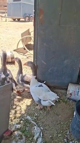 Three geese are standing in a dirt yard. One goose is white with gray markings and is on the right. Two geese are gray with white markings and are on the left. In the background, there is a trailer and a small bulldozer. The geese are standing near a dark green structure. One of the gray geese is looking up with its beak open.