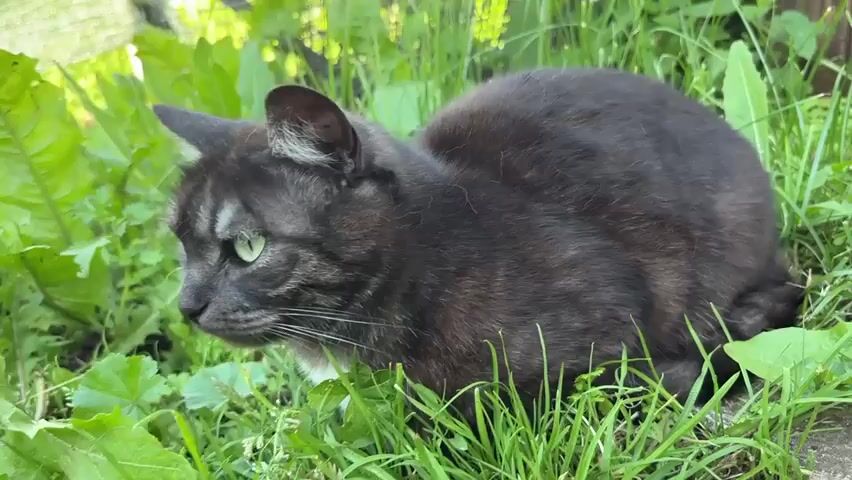 A black cat with green eyes is sitting in tall green grass. The cat is facing left and looking off-camera. There are other green plants surrounding the cat, and in the background, there is a fence or a gate. The lighting suggests it is daytime.