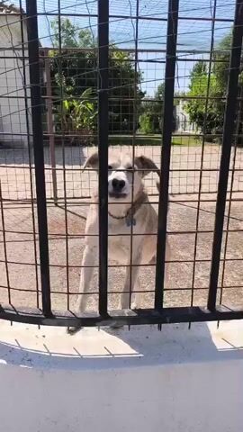 A tan and white dog stands behind a metal fence and barks. The dog is facing forward with its mouth open, and its tail is wagging. The fence is made of vertical and horizontal metal bars. Behind the fence, there is a concrete patio and some trees and buildings. The sun is shining, and the day appears to be warm.