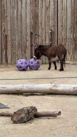 A brown donkey is standing in a sandy enclosure. The donkey appears to be interacting with two large, purple, spherical toys with holes in them.  Behind the donkey is a tall wooden fence. Two logs are on the ground in the foreground, and part of a rubber mat is visible on the ground to the left. In the background, children are speaking.