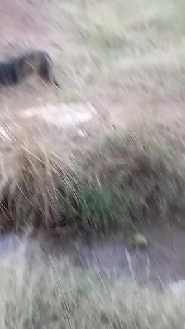 A thin, tan and black dog with pointy ears stands on a dirt path next to a ditch filled with murky water and overgrown weeds. The dog looks toward the camera, then turns and walks away. The path is bordered by a mound of reddish-brown dirt and scattered debris. In the ditch, a green object, possibly a coconut, is visible among the weeds.