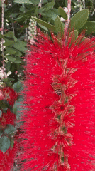Spring blooms and bee activity documented in Aprilia gardens