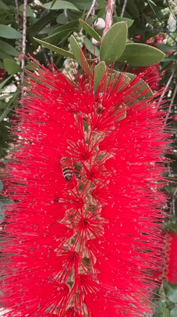 Spring blooms and bee activity documented in Aprilia gardens