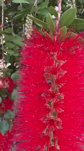 Spring blooms and bee activity documented in Aprilia gardens