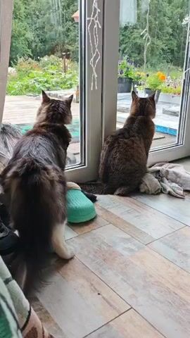 The video shows two cats sitting by a large window, looking outside at a backyard garden. The cat on the left is larger and has longer fur, with a mix of brown, black, and gray colors. It is facing away from the camera, with its back to the viewer, and is looking intently out the window. A teal slipper is visible on the floor near this cat. The cat on the right is smaller and has shorter, tabby fur. It is also facing away from the camera and looking out the window. This cat is sitting on a crumpled cloth. The window shows a lush green garden with various plants and flowers, suggesting it is daytime and possibly overcast. A string of white lights is hanging vertically on the right side of the window frame. The flooring inside appears to be wood-look tile. The overall atmosphere is calm and observational, with the cats engaged in watching the outdoor environment.