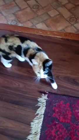 A calico cat with patches of orange, black, and white fur walks on a dark red rug with a floral pattern. The cat is facing forward and then turns its head to look at the camera. The cat's eyes are green. The background shows a wooden floor and a wall. The lighting is natural.