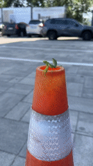 Praying mantis claims an orange traffic cone in Chișinău