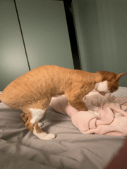Cat kneads pink blanket on bed in Minsk