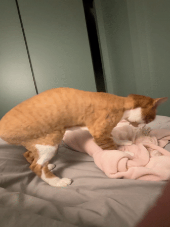 Cat kneads pink blanket on bed in Minsk