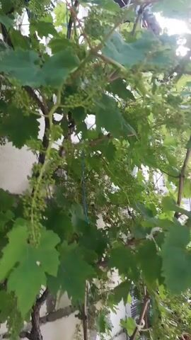 A low-angle, shaky video shows lush green grape leaves and vines, with small clusters of developing grapes visible. Beneath the vines, a bush with numerous bright red roses is in full bloom. The roses have some white or lighter pink coloration mixed with the red. The scene appears to be outdoors, possibly in a garden or yard, with a white or light-colored wall visible in the background. The lighting suggests it is daytime, with sunlight filtering through the leaves.