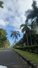 Palm-lined road captured on video in Kuta Selatan