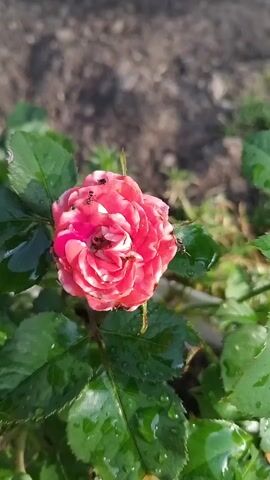 A close-up, outdoor shot shows a pink rose in bloom, with several small black ants crawling on its petals. The rose is surrounded by green leaves, some of which have water droplets on them, suggesting recent rain or watering. The background is blurred, consisting of dark soil and some dry grass, indicating a natural setting. The lighting is bright, casting shadows and highlighting the textures of the rose and leaves. The ants appear to be actively moving across the flower, possibly feeding on nectar or sap. The focus is sharp on the rose and the ants, while the background is soft.