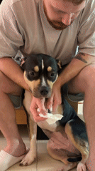 Man Treats Injured Dog During Evening Hours in Tel-Aviv