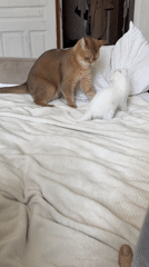 Cats bonding playfully captured in Yekaterinburg bedroom morning