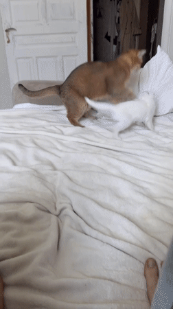 Cats bonding playfully captured in Yekaterinburg bedroom morning
