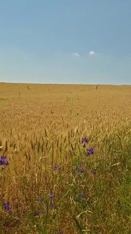 This is a video of a wheat field under a clear blue sky. The camera pans slowly across the field, showing rows of golden wheat stalks that stretch to the horizon. In the foreground, there are scattered purple wildflowers and some white flowers, adding touches of color to the scene. The sun appears to be high in the sky, suggesting it is midday. The overall mood is peaceful and serene, evoking a sense of rural tranquility. There is no visible text in the video. The location is Cușmirca, Moldova.