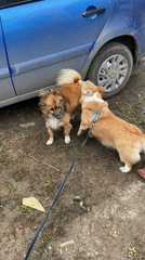 Corgi walks in patchy snow in Chaikovsky, Russia