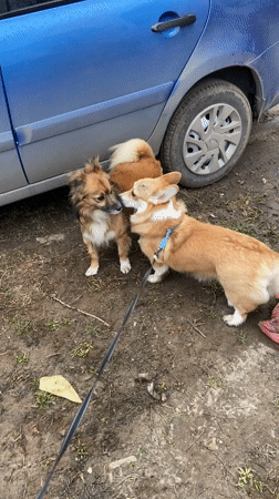 Corgi walks in patchy snow in Chaikovsky, Russia