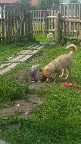 A medium-sized, tan and white dog is interacting with a small, grey tabby kitten in a grassy backyard. The dog has its head lowered, seemingly investigating something on the ground, while the kitten is positioned to the left of the dog, also looking at the same spot. The backyard is enclosed by a wooden fence. There is green grass covering most of the ground, with some dirt patches and a stone pathway visible. A red bowl and what appears to be a piece of trash are also present on the ground. The scene is bathed in natural sunlight.