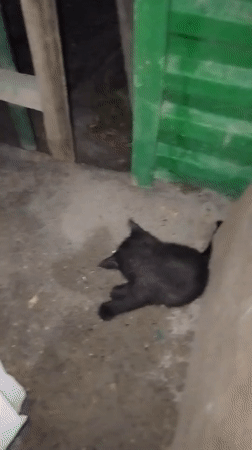 Black kitten plays and lounges in a Bukhara courtyard
