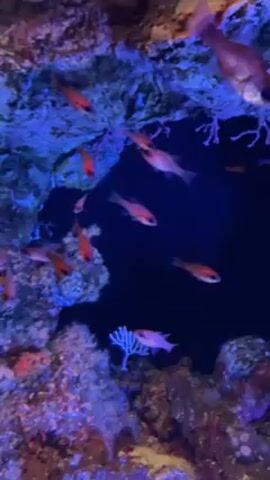 The video depicts a group of small, predominantly red fish swimming inside an aquarium. The aquarium features an artificial rocky background with vibrant blue lighting highlighting the formations and coral-like decorations. The fish are active and dart around the central, darker void within the artificial structure. The overall composition focuses on the underwater environment and the movement of the aquatic creatures.