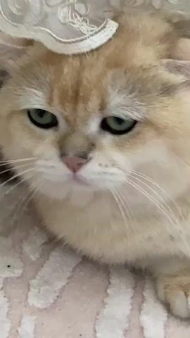 A close-up shot of a golden colored cat's face. The cat is lying down and its eyes are partially closed. The cat's fur is light brown with some darker markings on its head. The cat's nose is pink. The background is blurry and appears to be a patterned blanket or fabric.