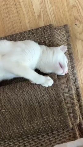 A white cat is lying on its side on a woven mat. The cat has green eyes and pink ears and nose. It is looking up and appears to be playing or reacting to something off-camera. The background consists of a wooden floor.