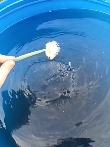 The video shows a person's hand holding a white flower with a green stem and dipping it into a blue tub of water. The flower is submerged and moved around in the water, causing ripples. The lighting is bright, suggesting an outdoor setting. The focus is on the interaction between the flower and the water.