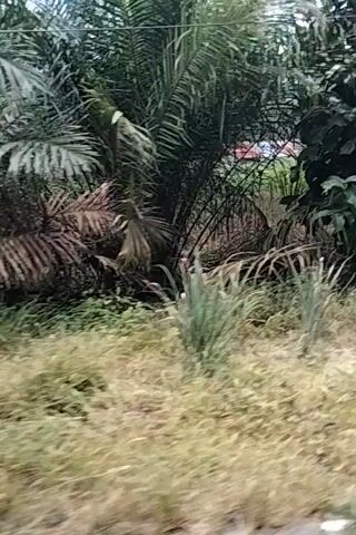 The video shows a vertical view of a roadside scene with lush vegetation. Palm trees are prominent, with some interspersed banana trees. The road surface is visible on the right side of the frame, with a grassy verge and some scattered litter. In the distance, a power line is visible running horizontally across the upper part of the frame. The sky is overcast. The perspective suggests the video was taken from a moving vehicle, likely a motorcycle, given the presence of a side mirror on the right.
