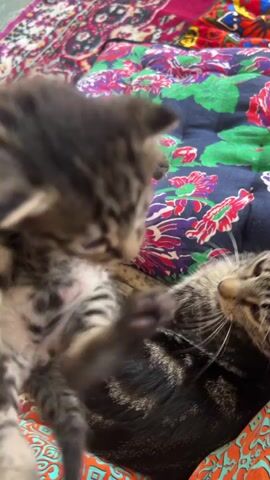 A close-up shot shows two kittens on a patterned blanket. A human hand is holding one kitten, which is dark gray with black stripes. The other kitten, a tabby, is on the blanket, and the first kitten appears to be licking or nuzzling it. The second kitten lifts a paw as if to play. The blanket has a dark blue background with large floral patterns in red, pink, purple, and green. The kittens are the primary focus of the video.
