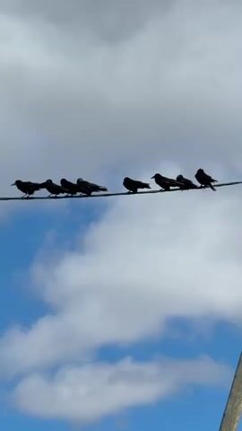 The video shows a line of eight birds silhouetted against a partly cloudy blue sky. They are perched on a power line. The camera slowly pans to the right, revealing a wooden utility pole with additional wires running down its side.