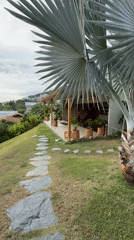 Morning activity at a Ko Samui resort: pool, yoga, and tropical grounds