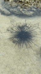 Sea urchin and cucumber spotted on Thai seabed