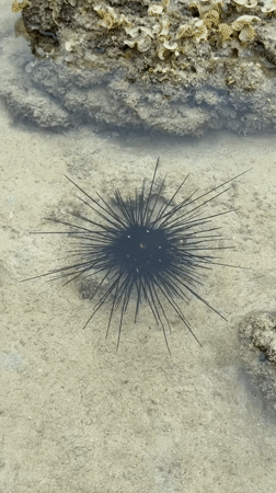 Sea urchin and cucumber spotted on Thai seabed