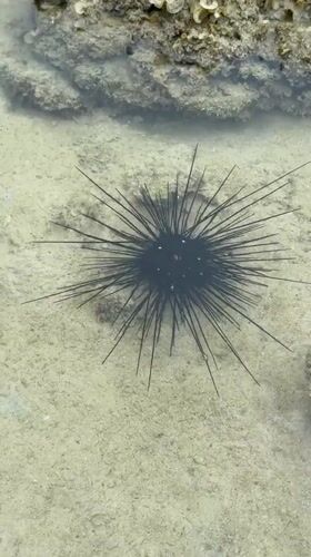 Sea urchin and cucumber spotted on Thai seabed