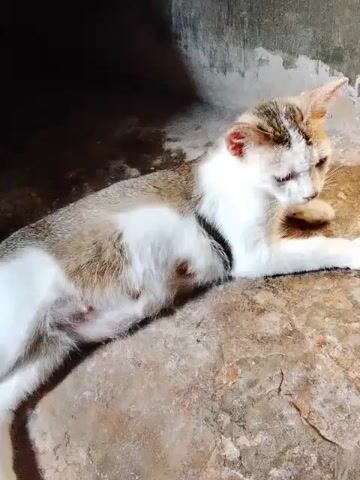 A calico and white cat lies on a rough, rocky surface. The cat is positioned on its side, facing towards the right of the frame. Its belly is slightly distended, indicating pregnancy. The cat's fur is predominantly white with patches of brown and grey tabby markings on its back and head. Its ears are pointed upwards, and its eyes appear to be partially closed or looking downwards. The background is dark and appears to be a concrete wall with a rough texture. The lighting is dim, with a spotlight effect coming from the upper right, casting shadows. The cat is observed to lick its face and then tuck its head into its paws.