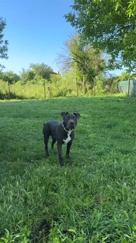 A black and white dog runs across a grassy lawn. The dog is in focus and the background is blurred. The dog runs from left to right, then stops and sniffs the ground. The dog is wearing a white collar. There is a fence and trees in the background. The sky is blue.