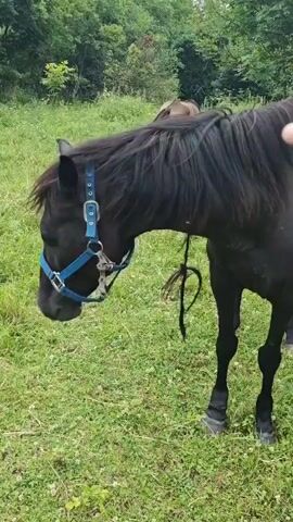 A close-up video shows a black horse wearing a blue halter in a grassy field. A person's hand is seen gently petting the horse's head and face. The horse is standing still, with its head slightly bowed. In the background, trees and more green grass are visible. Another horse is partially visible in the distance.