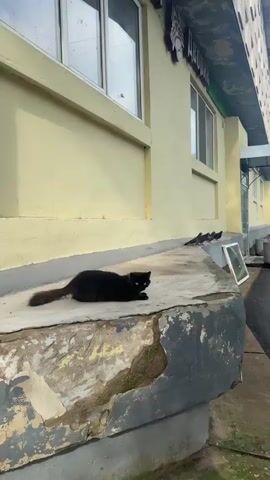 A long-haired black cat with green eyes walks along a concrete ledge. The cat is on the left side of the frame, and in the background, a yellow building with windows can be seen. The cat stops and licks its nose, then continues to walk. The cat is the only living creature visible in the video.