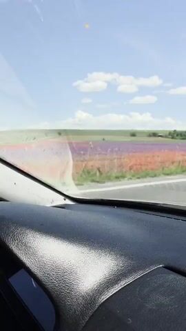 The video is shot from inside a moving vehicle, looking out the front passenger window. The dashboard is visible in the foreground, with the windshield and a road in front. The vehicle is driving past fields of colorful flowers under a bright blue sky with white clouds. A white pole marking the side of the road is visible at intervals.