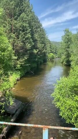 This video shows a view from a bridge looking down at a river surrounded by dense pine and deciduous trees under a clear blue sky with scattered clouds. The river flows from the background towards the foreground. In the foreground, on the left side of the bridge, a person is partially visible at the bottom of the frame, appearing to be in the water or about to enter it. The bridge railing is visible in the lower part of the frame, showing signs of rust. A piece of debris, possibly a fallen branch, is visible in the river. The water appears murky and reflects the surrounding greenery.