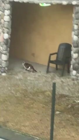 The video shows a brown and white cat walking on a gravelly surface in front of a building. The building has a stone facade and a yellow wall. There is a black plastic chair in the background. A blurry green fence is in the foreground.