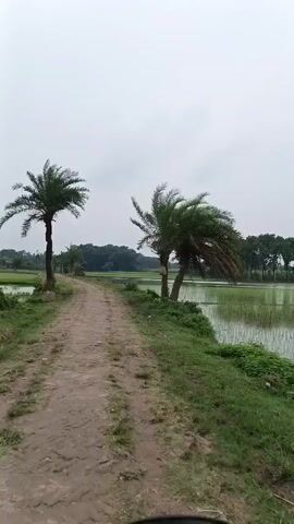 A dirt path winds through a rural landscape. On either side of the path are lush green fields, some appearing to be rice paddies. Several palm trees dot the scenery, with their fronds swaying gently. The sky is overcast, suggesting a cloudy or possibly rainy day. The path itself shows signs of being muddy, indicating recent rainfall. The overall impression is one of a tranquil, natural environment.