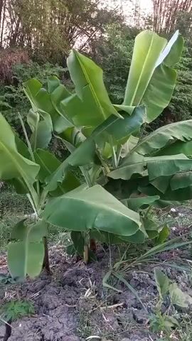 A video shows a close-up of a banana tree with several large, green leaves. The tree is planted in dark soil, and in the background, there are more trees and foliage. The scene appears to be outdoors in a natural setting.