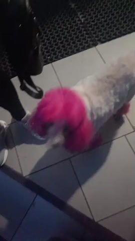 A white poodle with bright pink dyed ears and tail stands on a tiled surface next to a person's legs wearing white sneakers. The poodle is looking down and slightly to the side. Behind the dog is a black grate. The lighting is dim.