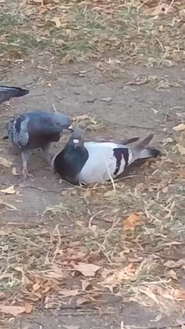 Two pigeons are on the ground. One pigeon is standing and pecking at the other pigeon, which is lying on its side. The ground is covered with dirt and fallen leaves.